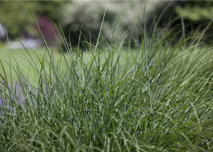 Deschampsia cespitosa Deschampsia cespitosa