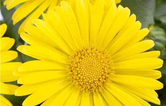 Doronicum orientale 'Little Leo' Doronicum orientale 'Little Leo'