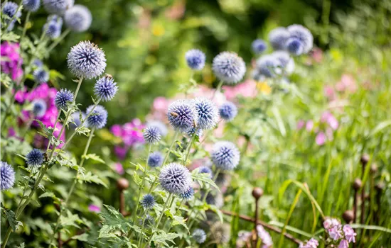Echinops bannaticus Blue Glow
