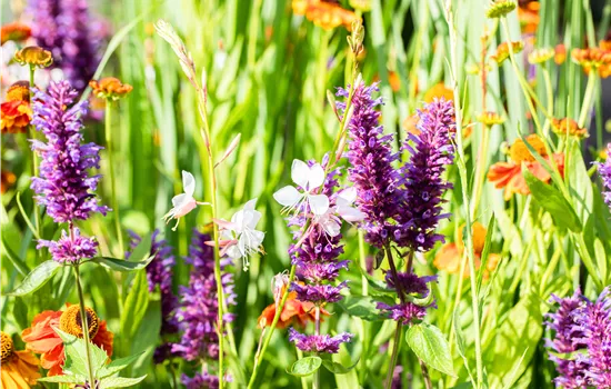 Agastache rugosa 'Blue Boa' ® Agastache rugosa 'Blue Boa' ®