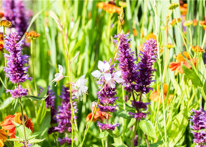 Agastache rugosa 'Blue Boa' ® Agastache rugosa 'Blue Boa' ®