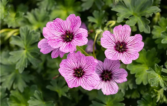 Geranium cinereum 'Laurence Flatman' Geranium cinereum 'Laurence Flatman'
