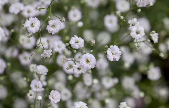 Gypsophila paniculata 'Festival Pink'