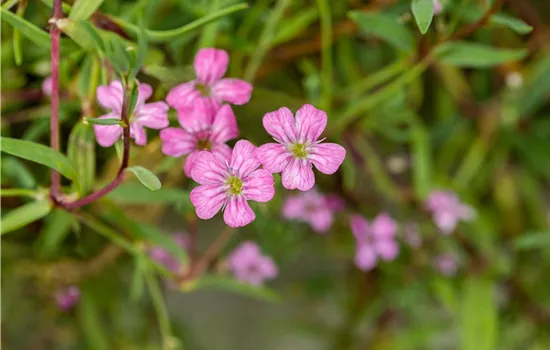 Gypsophila repens 'Filou Rose'