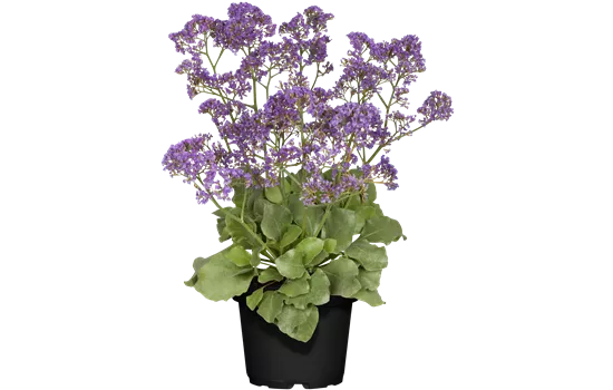 Limonium gmelinii dazzle rocks