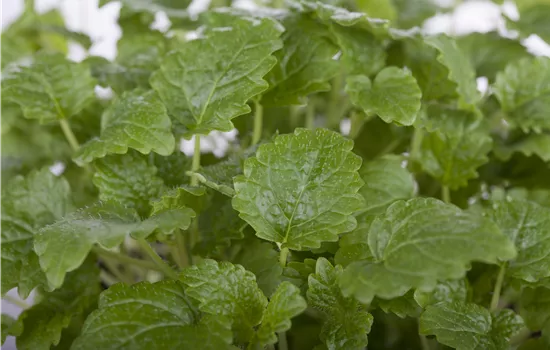 Melissa officinalis 'Limonii'