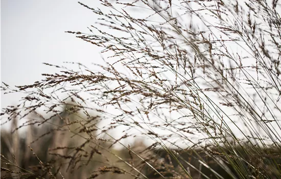 Molinia arundinacea 'Fontäne'