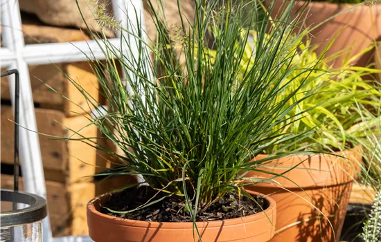 Pennisetum alopecuroides 'Little Bunny' Pennisetum alopecuroides 'Little Bunny'