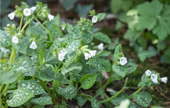 Pulmonaria officinalis 'Ice Ballet'