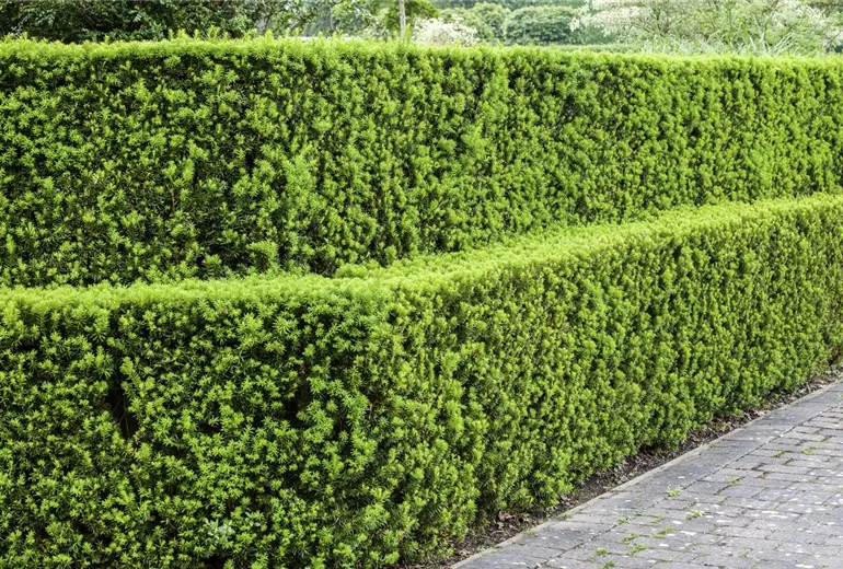 Taxus baccata Taxus baccata