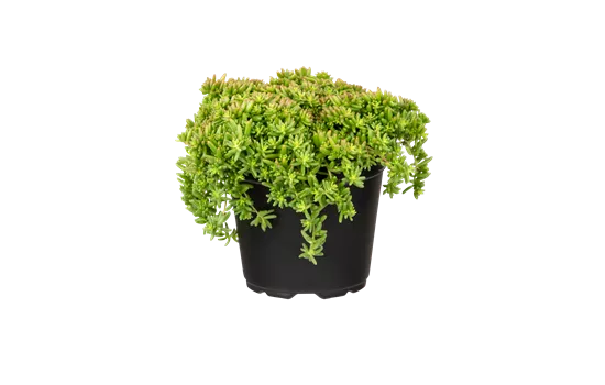 Sedum album Coral Carpet Sedum album Coral Carpet