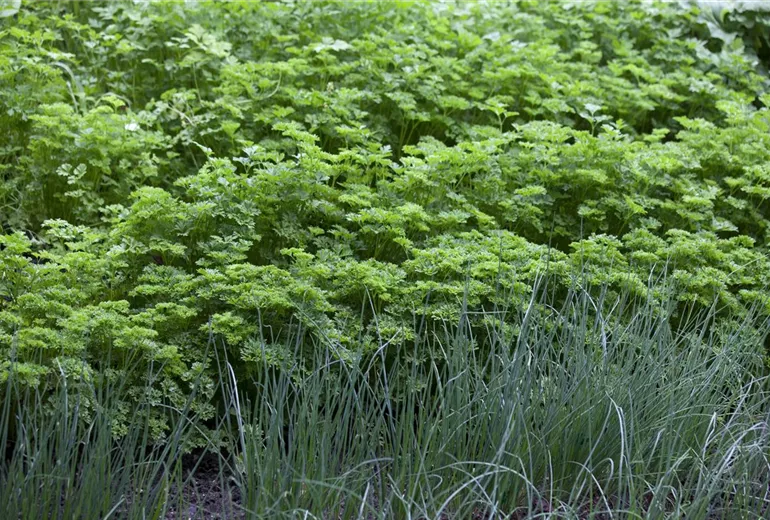 Petroselinum crispum Petroselinum crispum