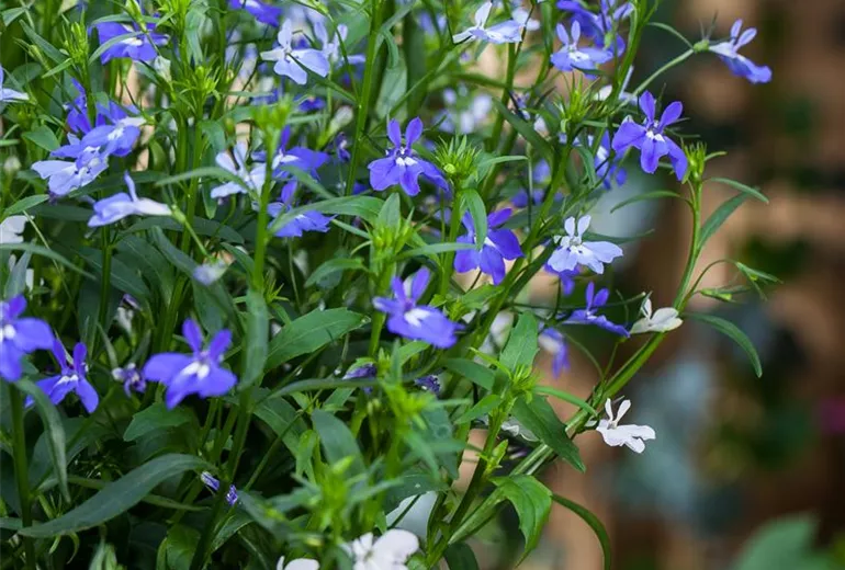 Lobelia erinus pendula