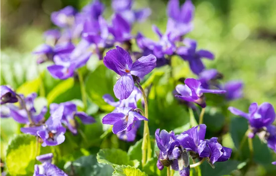 Viola odorata 'Königin Charlotte' Viola odorata 'Königin Charlotte'