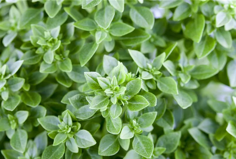 Ocimum basilicum Ocimum basilicum