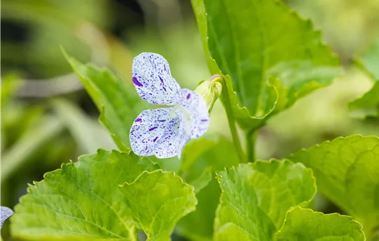 Viola sororia 'Freckles' Viola sororia 'Freckles'