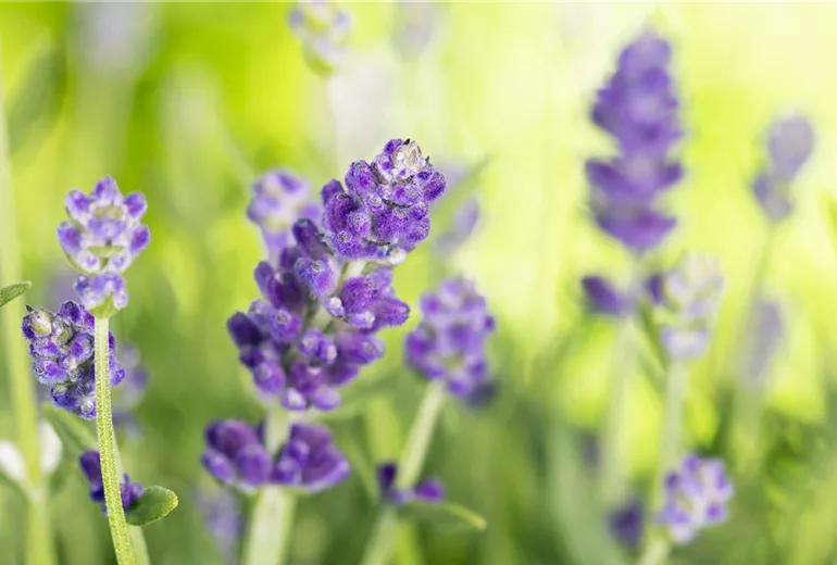 Lavandula angustifolia Lavandula angustifolia