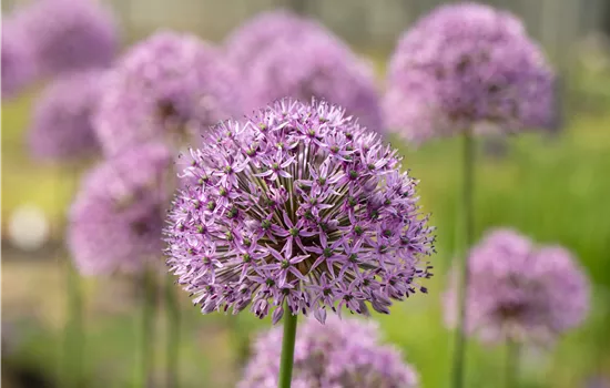 Allium 'gladiator' Allium 'gladiator'