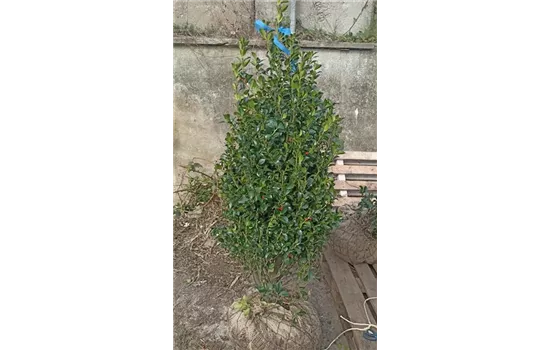 Ilex meserveae 'Heckenfee' -R- -S- Sol 3xv mB  Ilex meserveae 'Heckenfee' -R- -S- Sol 3xv mB
