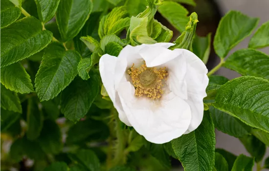 Rosa rugosa 'Alba' Rosa rugosa 'Alba'