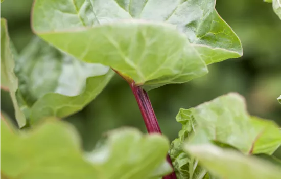 Rheum rhabarbarum Rheum rhabarbarum