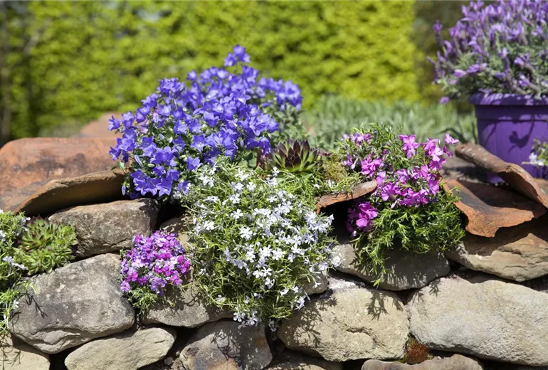 Campanula portenschlagiana Campanula portenschlagiana