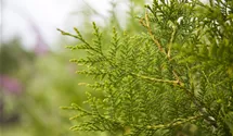 Thuja occ. 'Brabant'