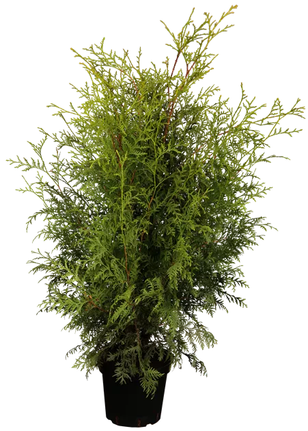 Thuja occ. 'Brabant'