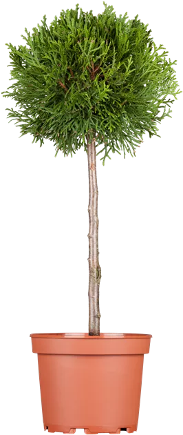 Thuja occ. 'Brabant'