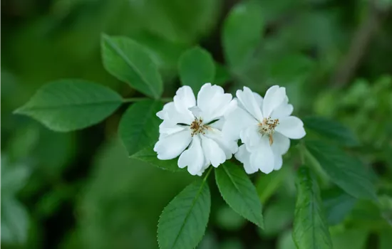 Rosa (o) multiflora Rosa (o) multiflora