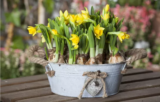 Narcissus cyclamineus Mix Narcissus cyclamineus Mix