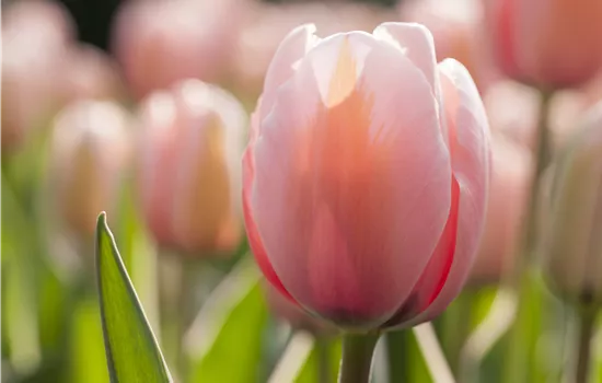 Tulpe 'mystic van eijk' Tulpe 'mystic van eijk'