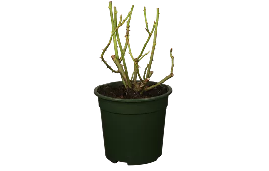 Rosa 'Ascot®'  Rosa 'Ascot®'