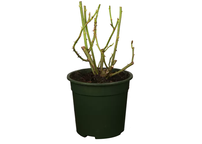 Rosa 'Ascot®'  Rosa 'Ascot®'