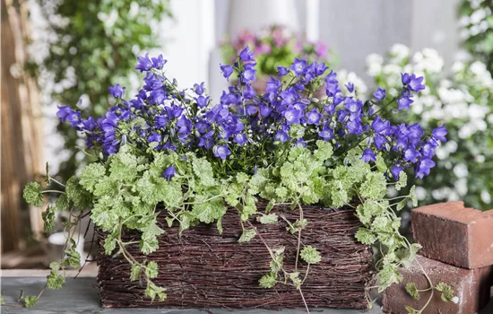 Glechoma hederacea Glechoma hederacea