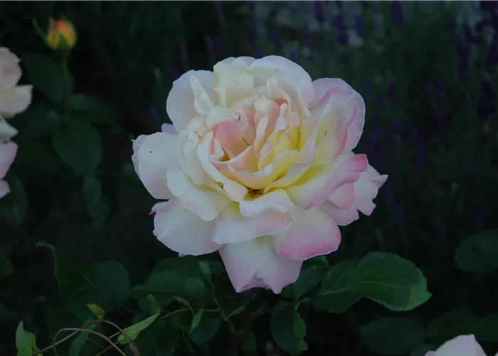 Rosa 'Gloria Dei'  Rosa 'Gloria Dei'