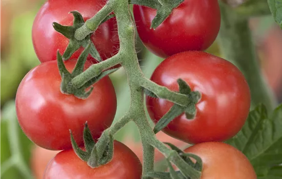 Himbeerfarbige Ampeltomate