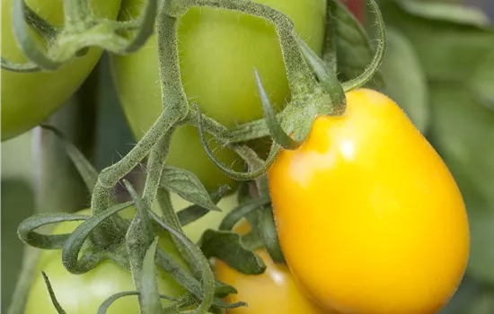 Zitronentomate Zitronentomate