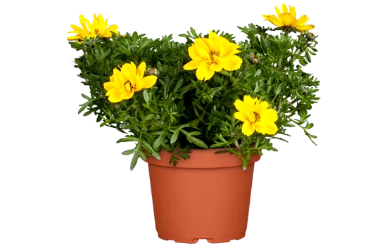 Bidens Sweety