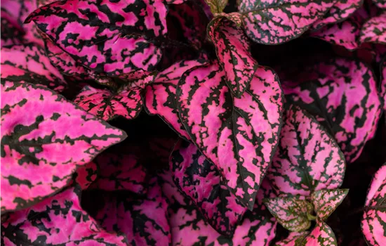Hypoestes HIPPO Rose
