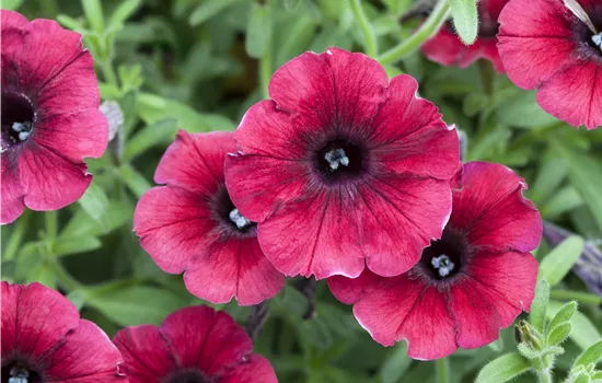 Petunia Chocolina