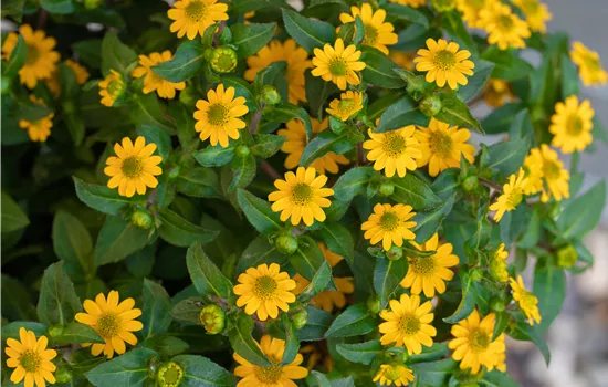 Sanvitalia Powerbini