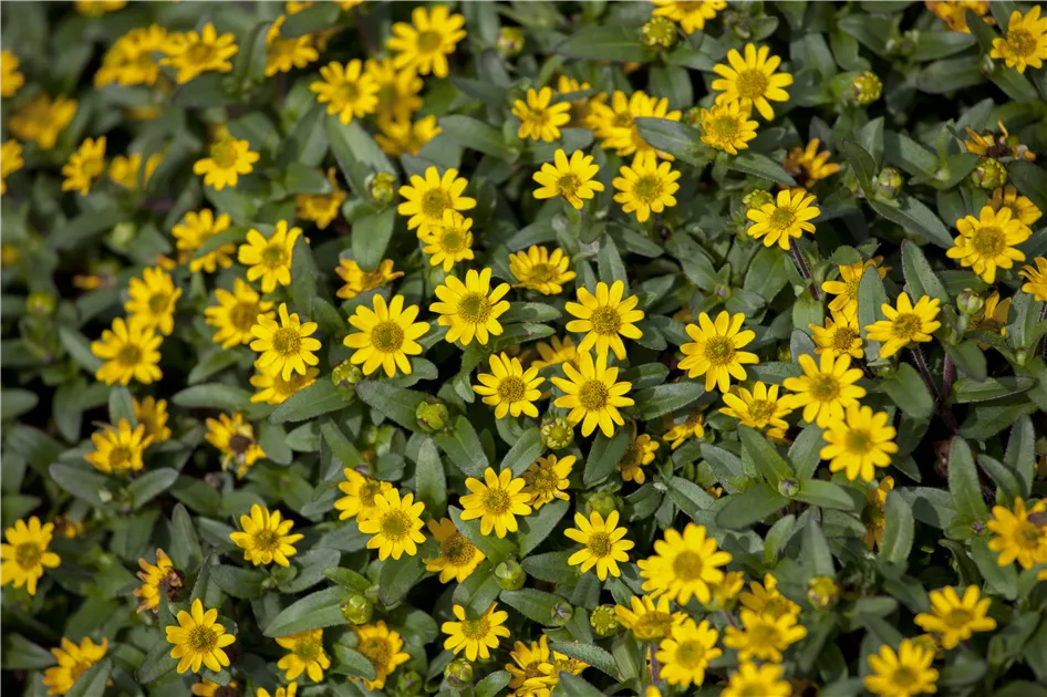 Sanvitalia Starbini