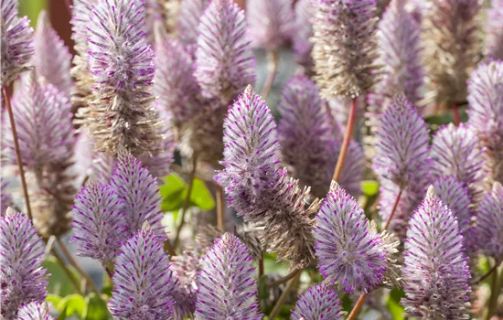 Ptilotus exaltatus Joey