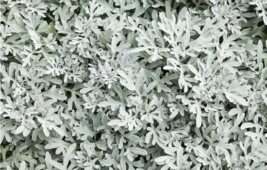 Senecio candians Angel Wings