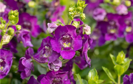 Angelonia Dark Violet Angelonia Dark Violet