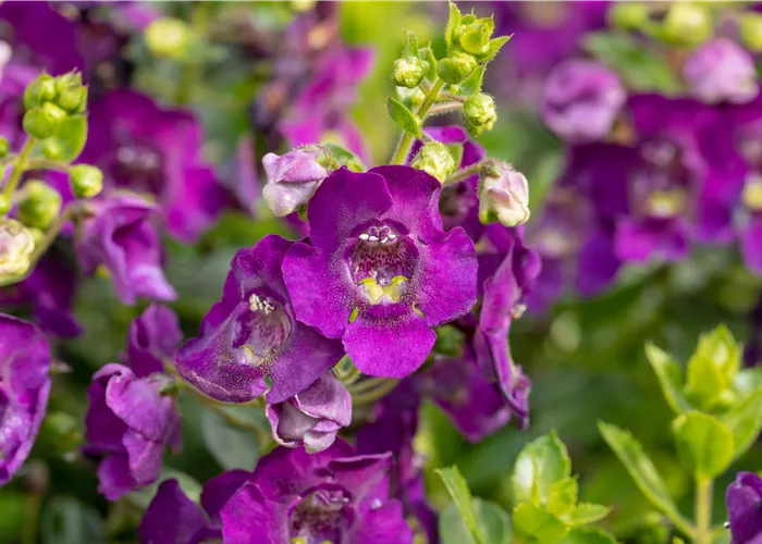 Angelonia Dark Violet Angelonia Dark Violet