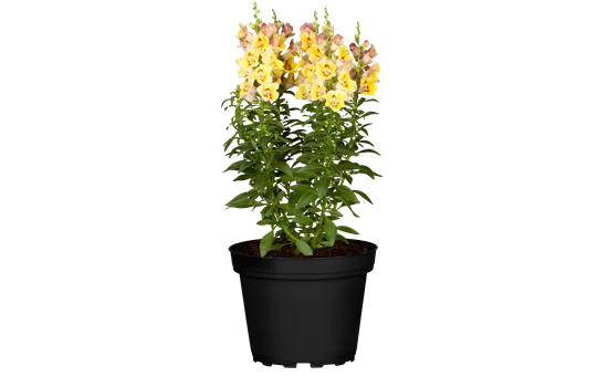 Antirrhinum 9er Antirrhinum 9er