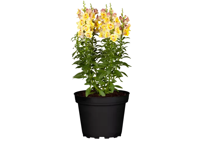 Antirrhinum 9er Antirrhinum 9er