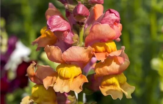 Antirrhinum majus Snaptini Mix Antirrhinum majus Snaptini Mix